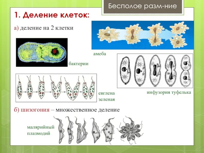 Деление лежащие в основе бесполого размножения. Схема бесполого размножения клеток. Бесполое размножение клетки. Размножение делением клетки. Бесполое размножение деление.