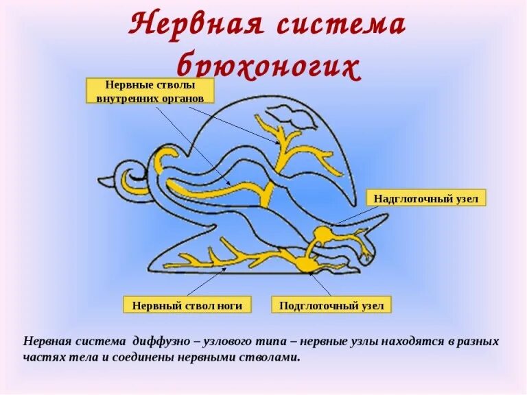 Брюхоногие моллюски нервная система. Нервная система брюхоногих моллюсков. Класс брюхоногие моллюски нервная система. Нервная система моллюсков схема.