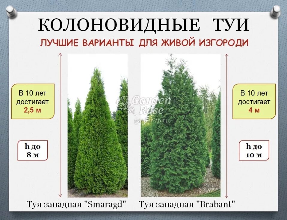 Как узнать сколько лет туи