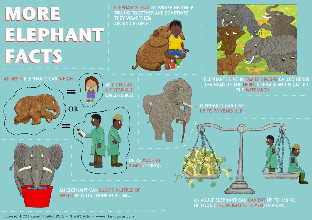 Elephant facts. Facts about Elephants. Fun fact about Elephant. Слоны и их образование.