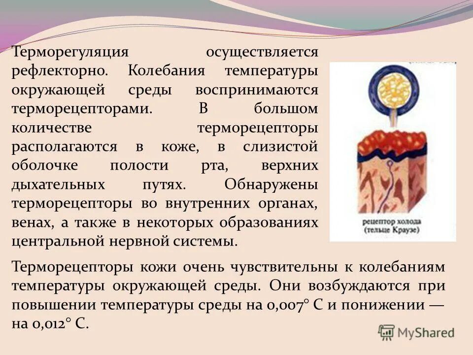 Какие железы участвуют в терморегуляции. Терморегуляция. Терморегуляция осуществляется. Терморегуляция презентация. Способы терморегуляции человека.