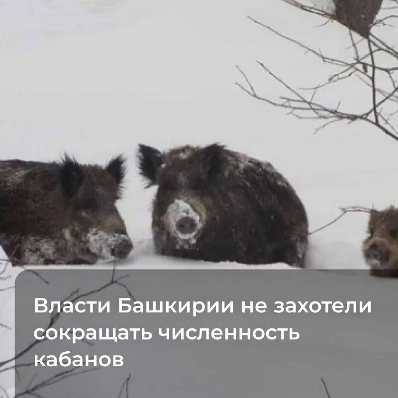 Штраф за убийство кабана. Численность кабанов. Статистика охотников в россии. Динамика численности животных. Численность кабанов.