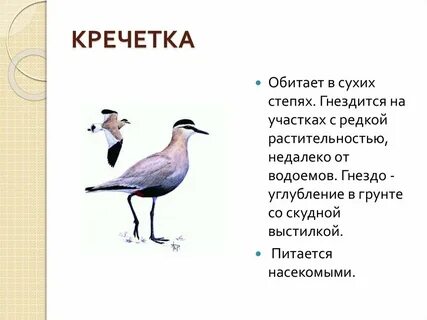 О какой птице идет речь