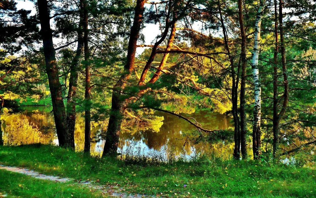 русскому лесу быть. лес русский лес. русские леса. шишкин сосновый бор 1895. русскому лесу быть.