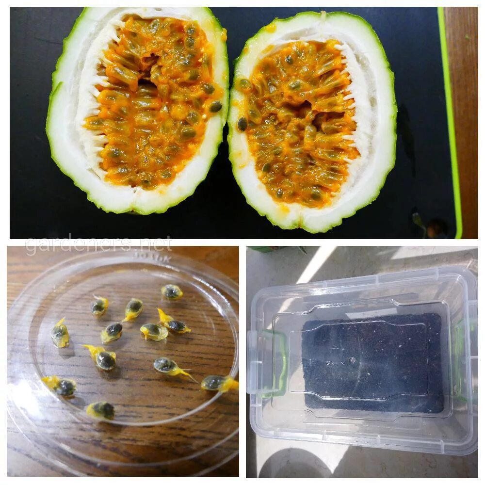 Маракуйя пассифлора. Пассифлора эдулис растение. Пассифлора. Как посадить маракуйя. Маракуйя расточек.