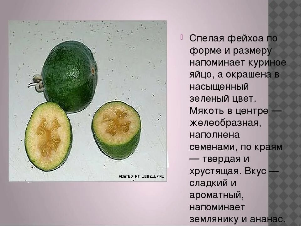 Фейхоа кбжу. Спелые плоды фейхоа. фейхоа микроэлементы. фейхоа в разрезе. фейхоа фрукт чем полезен.