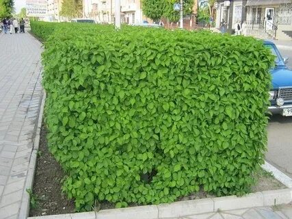 Изгородь из дерна