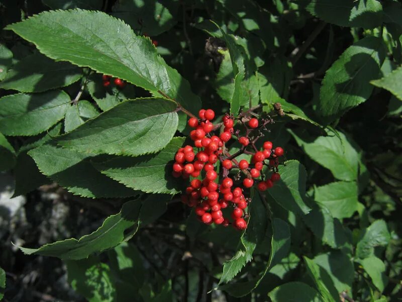 Бузина сибирская фото Sambucus sibirica Изображение особи Плантариум