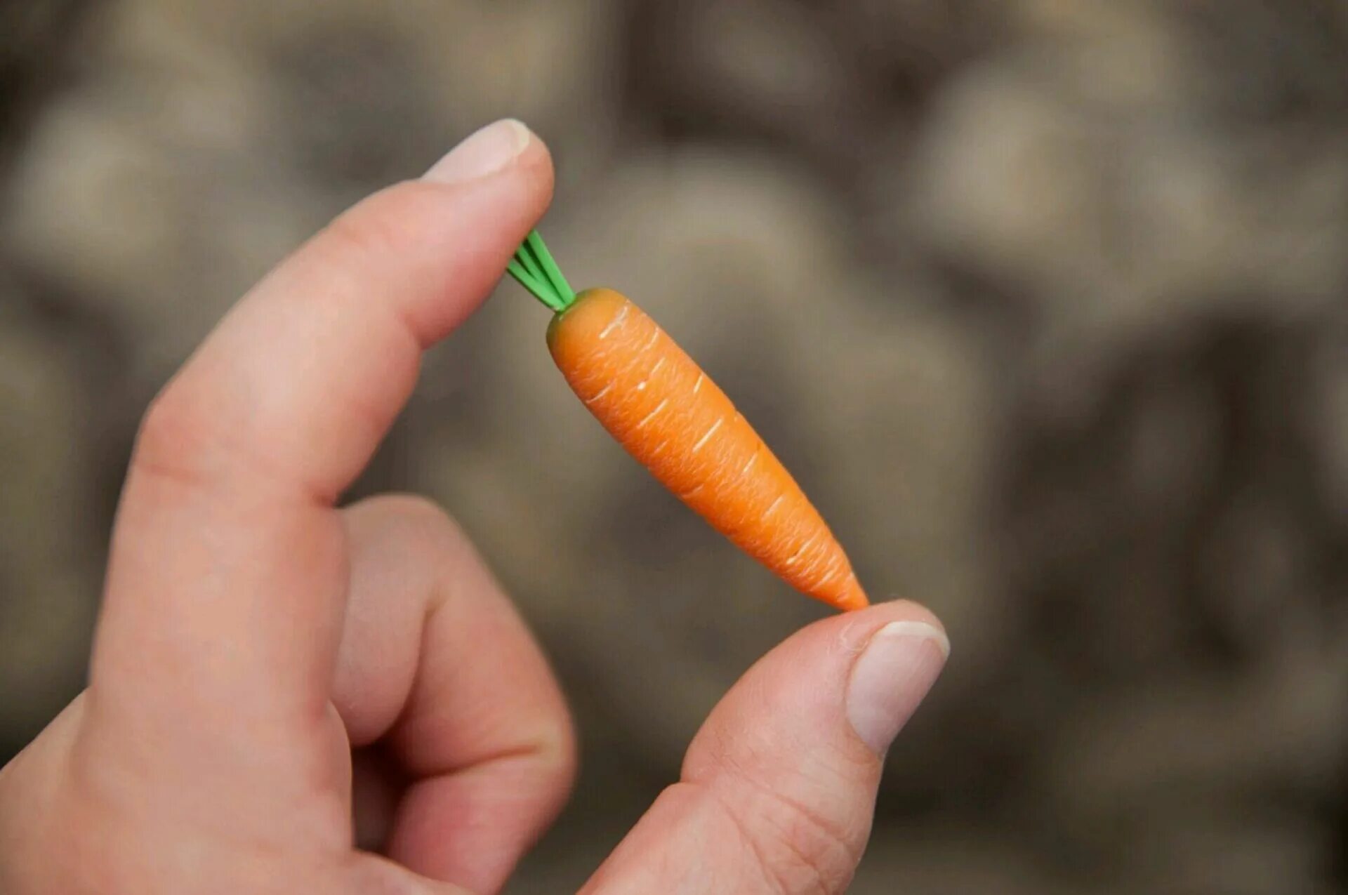 Самый маленький овощ. Морковка. Маленькая морковка. Самая маленькая морковь. Очень маленькая морковка.