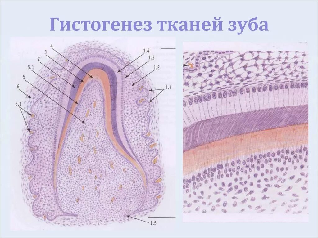 Стадии развития зуба. Гистогенез зуба гистология. Гистогенез препарат гистология. Гистогенез тканей зуба гистология. Гистогенез эмали гистология.