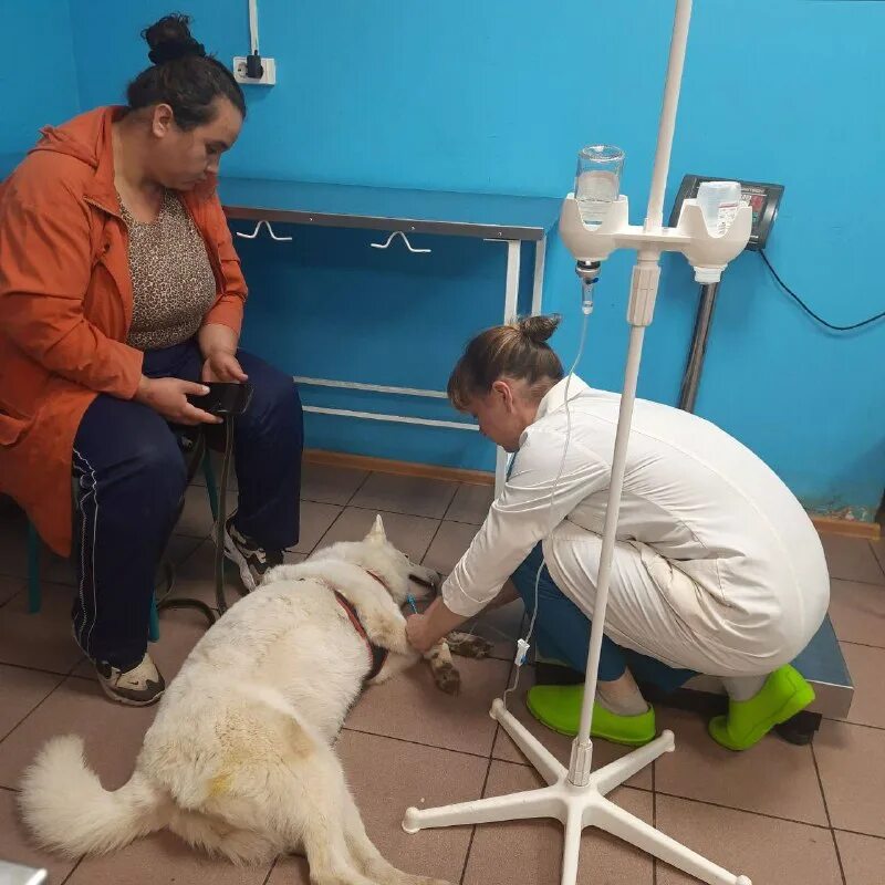 уголки. зоопарк «лохматые судьбы» в д. лохматые судьбы приют. муж зои яровицыной. зимний дом для кошки.