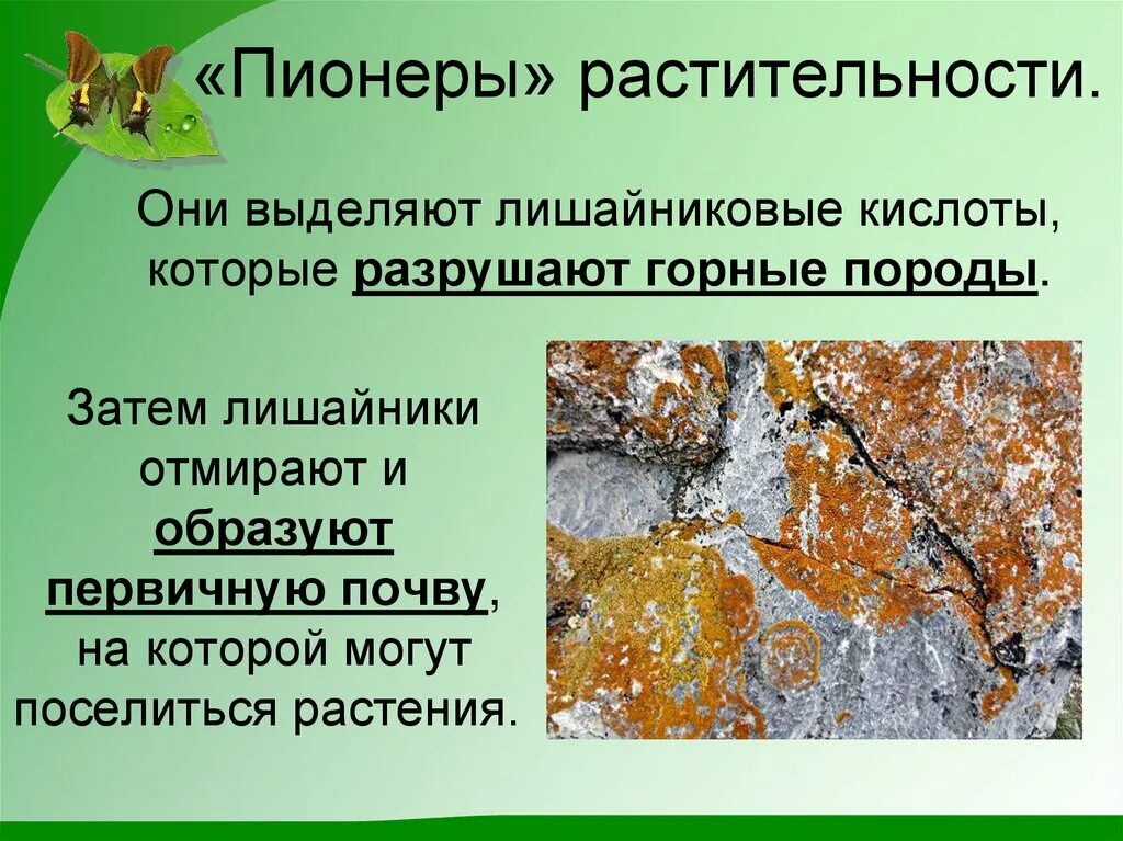 Лишайники пионеры растительности. Что такое Пионер растительного Покрова. Лишайники жизнедеятельность. Почему лишайники пионеры растительного Покрова. Название лишайников 5 класс биология