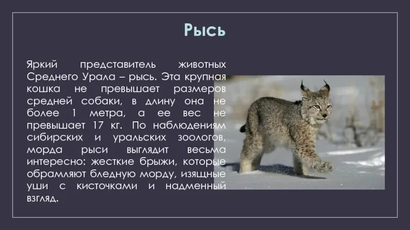 Рысь какой род. Сообщение о рыси. краткое сообщение о рыси. текст про рысь. маленькое сообщение о рыси.
