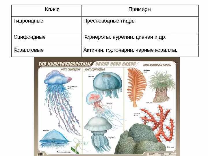 Примеры гидроидных кишечнополостных. Примеры гидроидных кишечнополостных