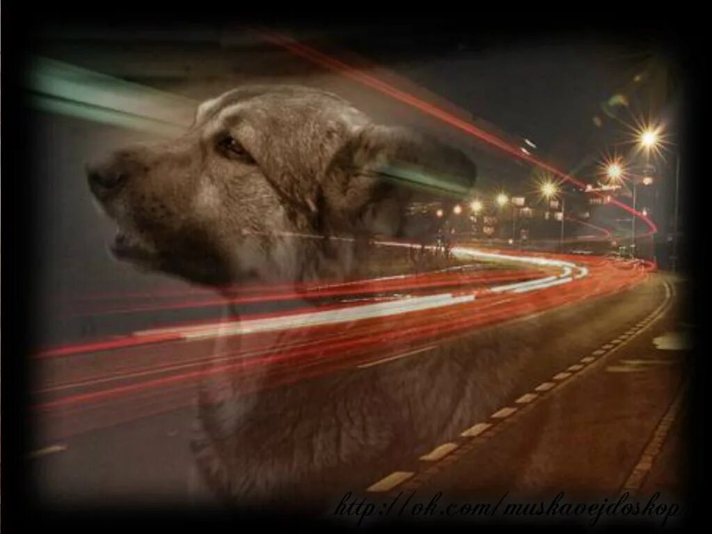 Слушать кольцевая. Собака на дороге. Пес на дороге. Собака на дороге иллюстрация. Собака на дорожной большая.