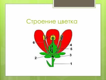 Строение 6 класс