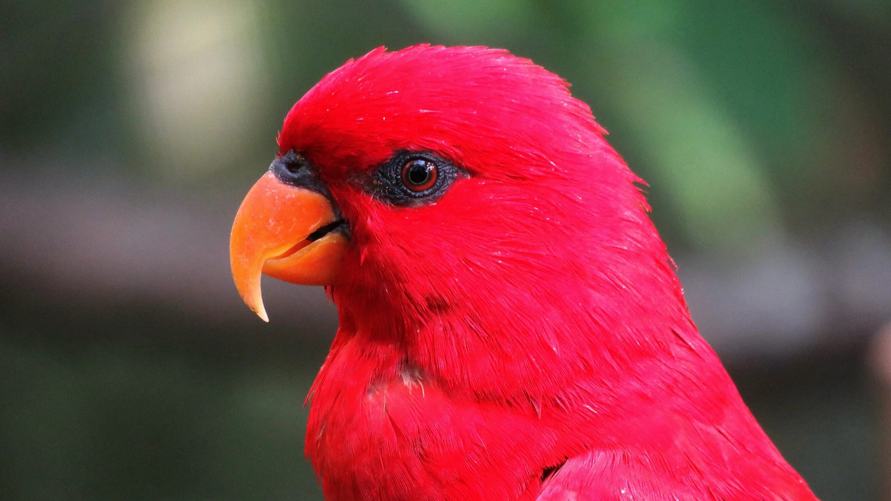 Red parrot