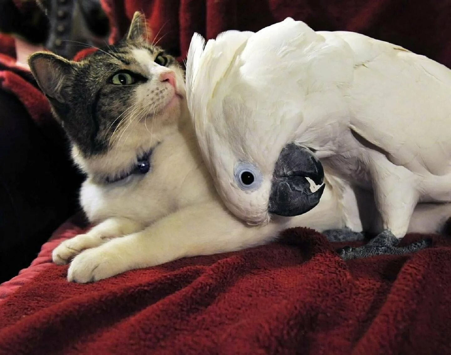 Кот и кошка и собака