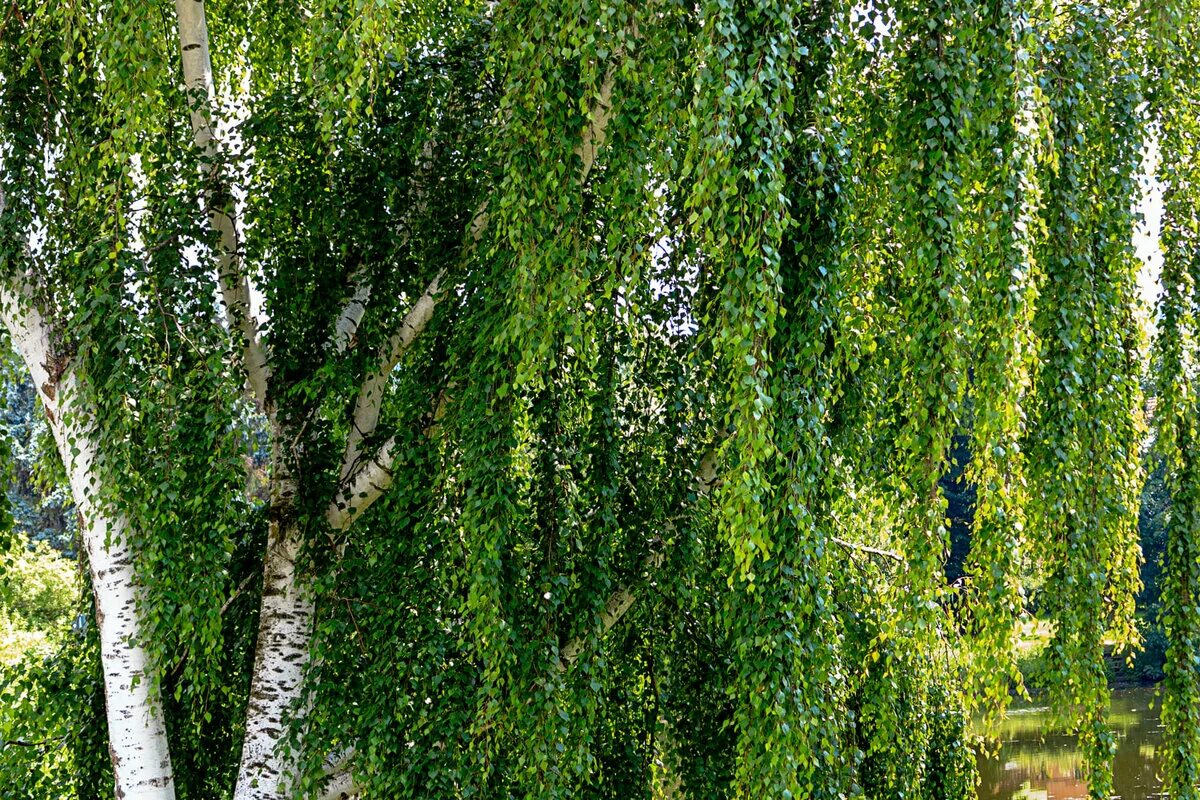 Береза повислая виды. Береза повислая Betula pendula. Береза повислая и береза бородавчатая. Береза бородавчатая (повислая, плакучая). Береза повислая (бородавчатая).