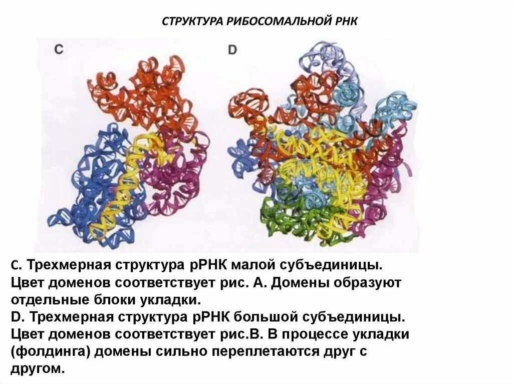 Малая субъединица РНК. Структура рибосомальной РНК. Строение РРНК. Строение субъединиц РНК.