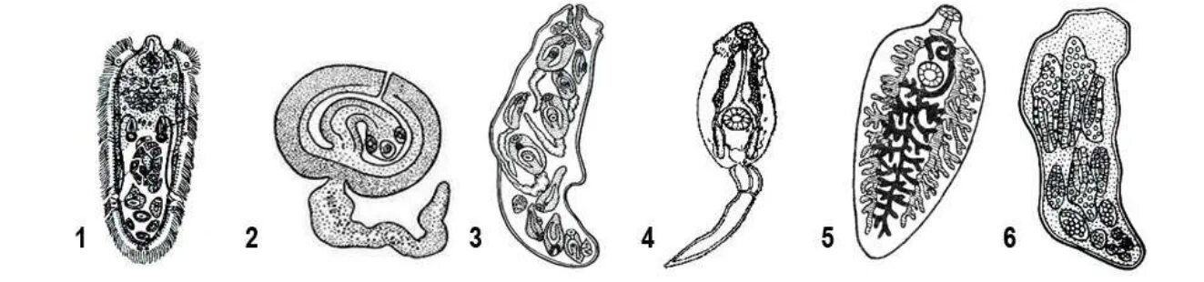 Определите тип развития животных печеночный сосальщик. Кровяной сосальщик строение. Цикл развития печеночного сосальщика. Строение сосальщика. Класс сосальщики цикл развития.