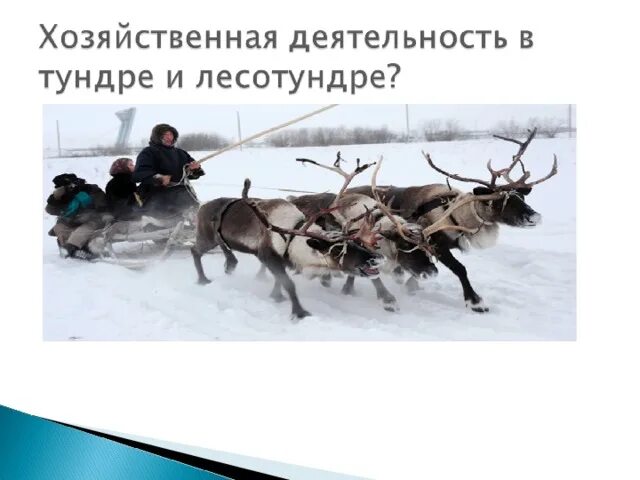 Хозяйственная деятельность тундры в россии. Хозяйственная деятельность тундры. Деятельность человека в тундре. Хозяйственная деятельность человека в тундре.