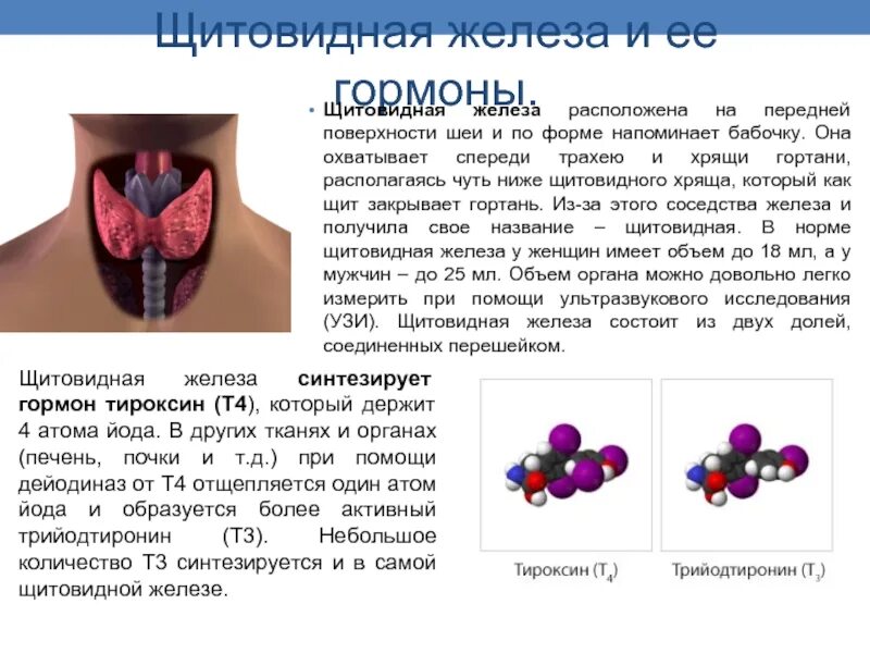 Заболевание при недостатке тироксина. Гормон щитовидной железы - тироксин влияние. Назовите гормоны, вырабатываемые щитовидной железой. Щитовидная железа продуцирует гормон. Щитовидная железа вырабат гормоны.