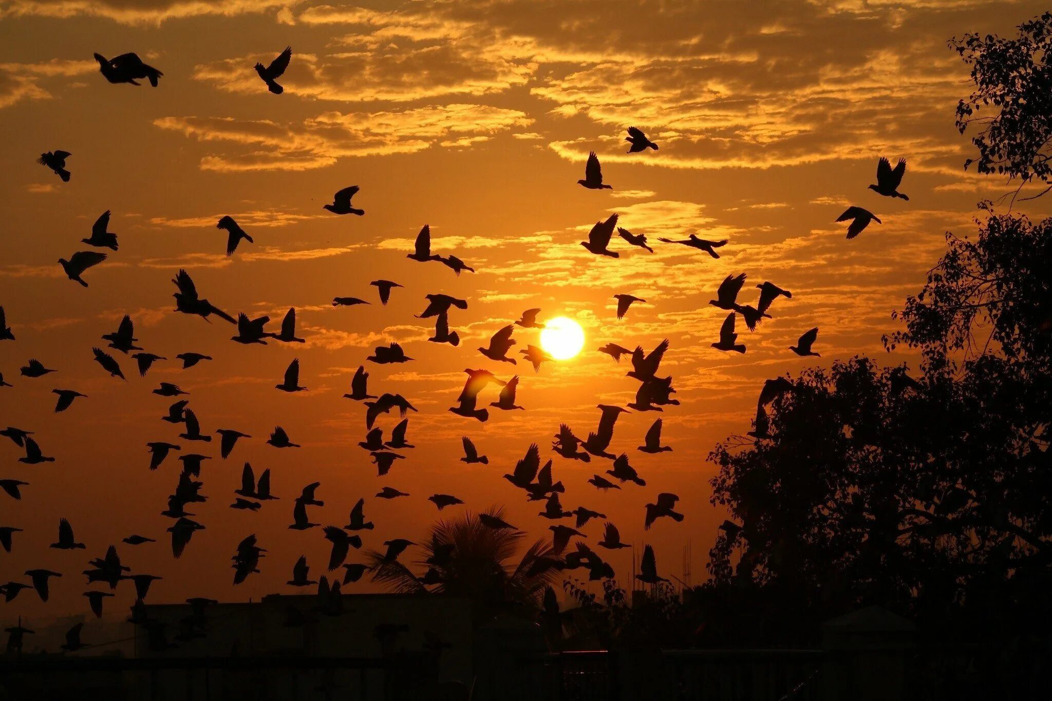 Птицы вдали. Стая птиц. Птицы на рассвете. Птицы в небе. Птицы в Вечернем небе.