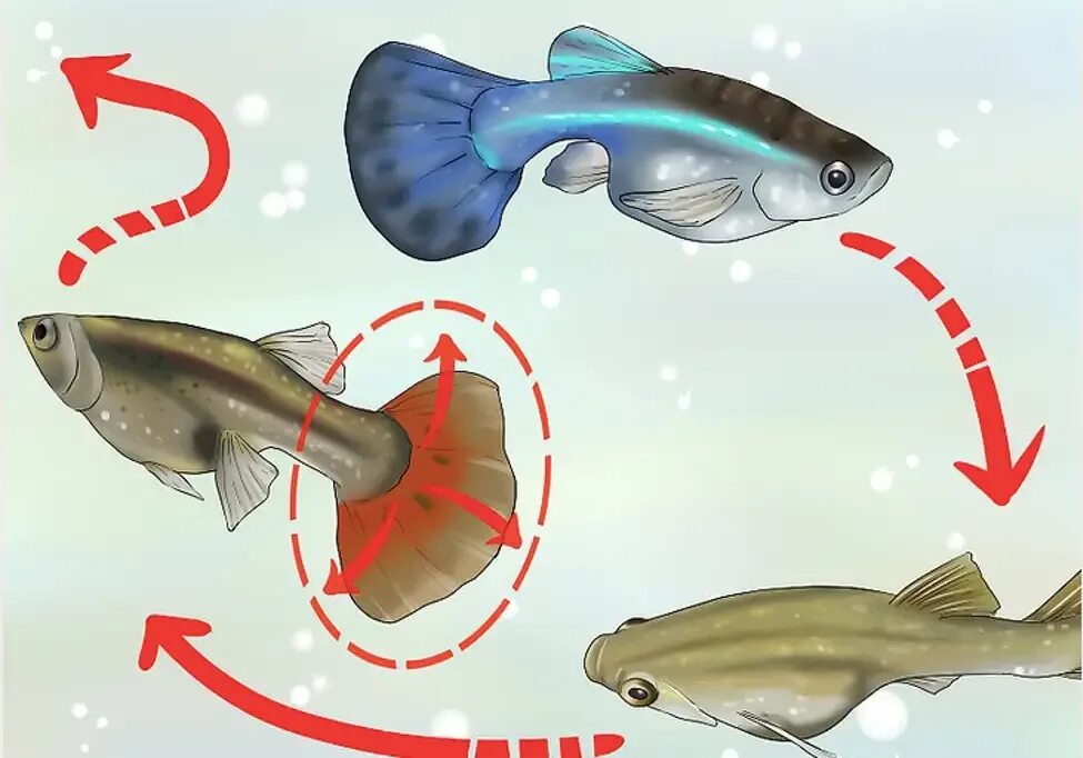 Как выглядит самка гуппи. Pregnant guppy рыбки. беременные рыбки гуппи. беременная рыбка гуппи. рыбка гуппи рожает.