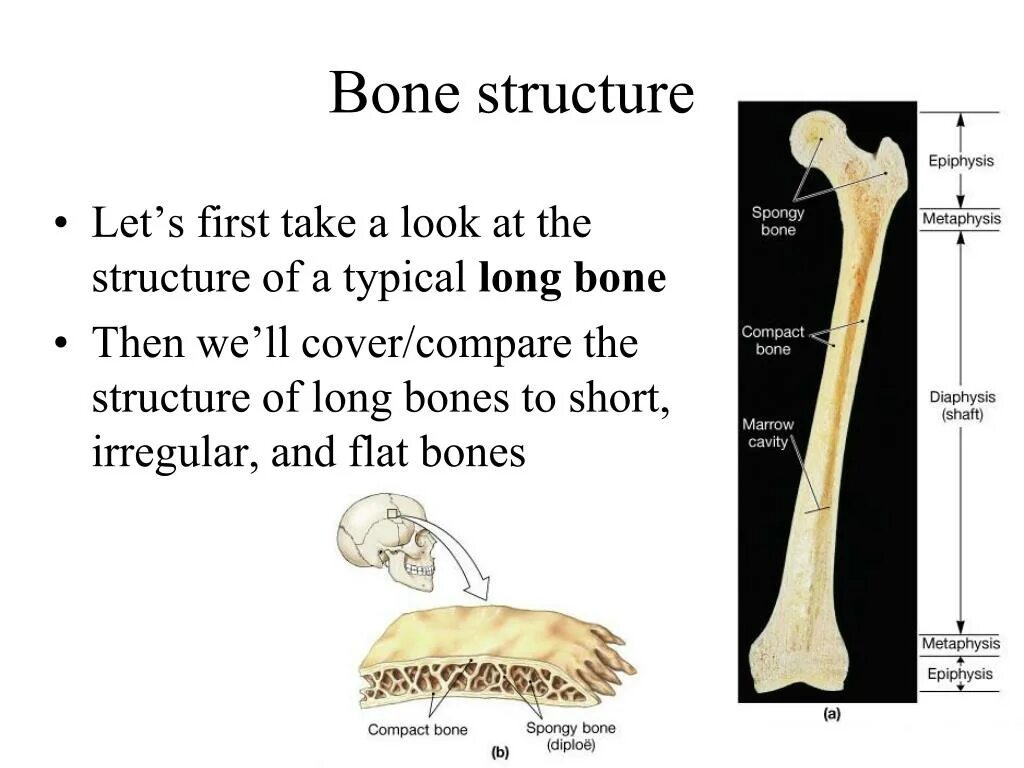 Кости первых текст. Bone structure. Structure of long Bone.. The longest Bone. Spongy Bone.