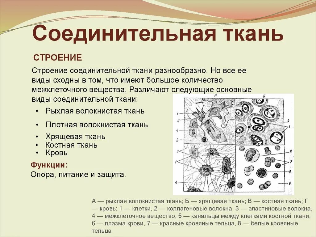 Особенности строения соединительной ткани. Соединительная ткань строение и функции. Из чего состоит соединительная ткань. Собственно соединительная ткань строение местонахождение функции.