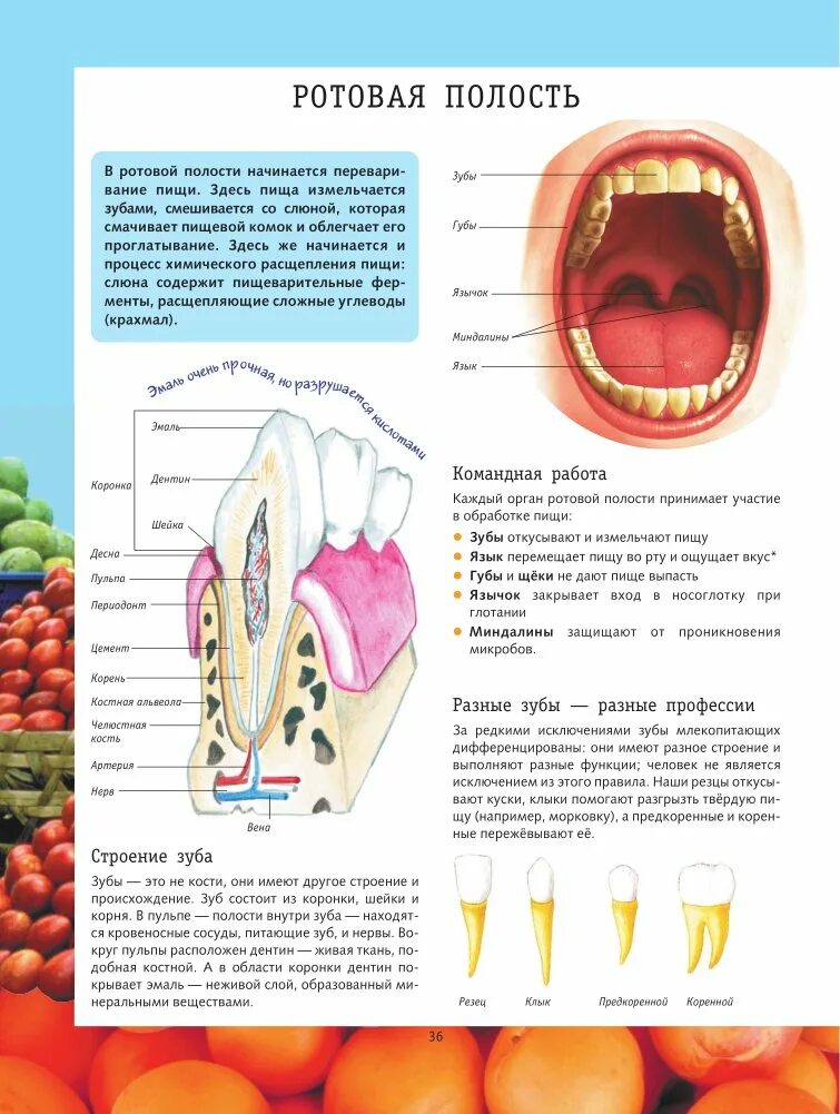Полости рта рецепты. Органы ротовой полости строение зубов. Полость рта анатомия зубы строение. Ротовая полость строение и функции. Строение ротовой полости зубы язык.