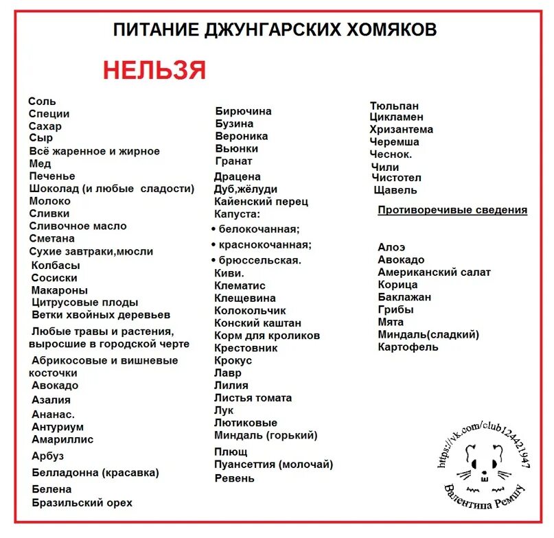 Что можно давать хомякам а что нельзя. Что можно джунгарским хомякам. Что нельзя давать хомякам. Что можно давать джунгарским хомякам.