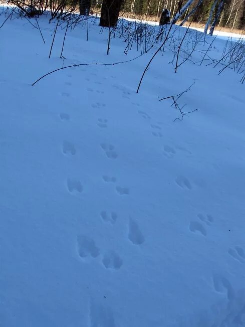 Следы фашистского зверя на кубани. Мы шли по лосиному следу какой то. 264 прочитайте найдите местоимения и укажите их разряд. По улицам бродили только куры да изредка выла собака ответ. Мы шли по лосиному следу какой то.