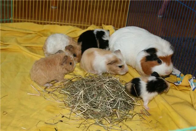 кастрируют ли морских свинок