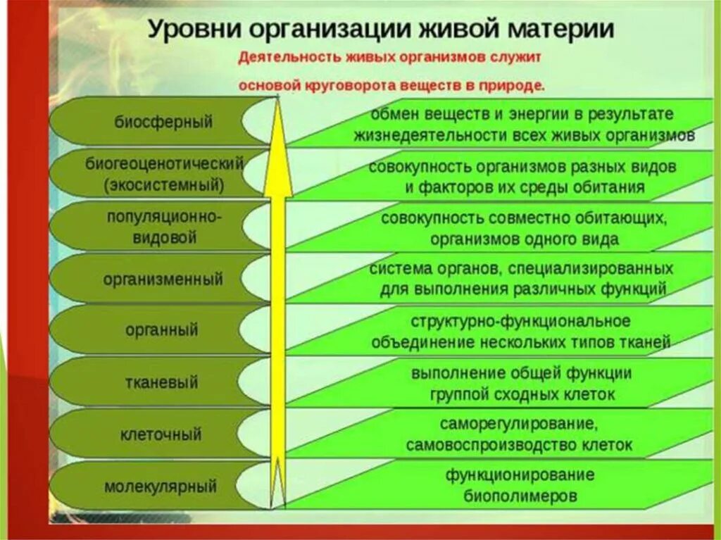 Природа и ее уровни. Структурные уровни организации живой материи. уровни организации живого биология 9 класс. уровни организации биосистем. уровни организации молекулярный клеточный организменный.