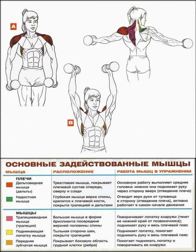Отведение плеча мышцы. Занятия для дельтовидной мышцы плеча. Упражнение для дельтовидные мышцы (мышцы плечевого пояса);. Упражнения для дельтовидной мышцы плеча. Разведение рук с гантелями в стороны