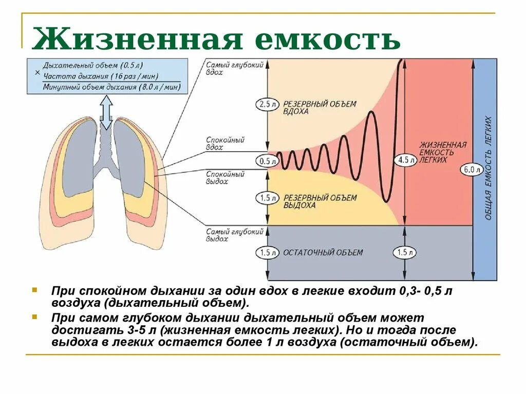 Функциональная остаточная емкость легких формула. Функциональная емкость легких. Функциональная остаточная емкость легких норма. Статические легочные объемы. Функциональная емкость легких.