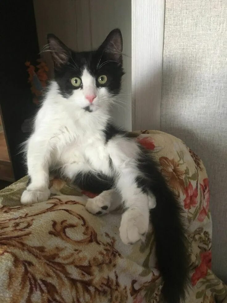 Кличка пушок. Кличка пушок. Кот кличка перси. Кот пушок рыжий. Пушок имя кота.