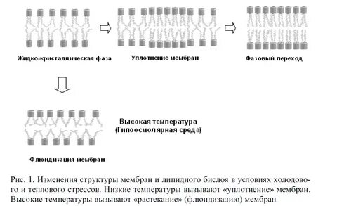Состояние мембраны