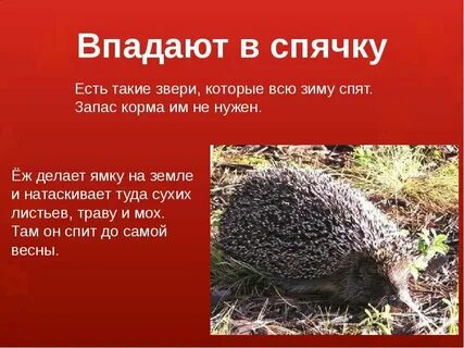 Как называется когда впадают в спячку