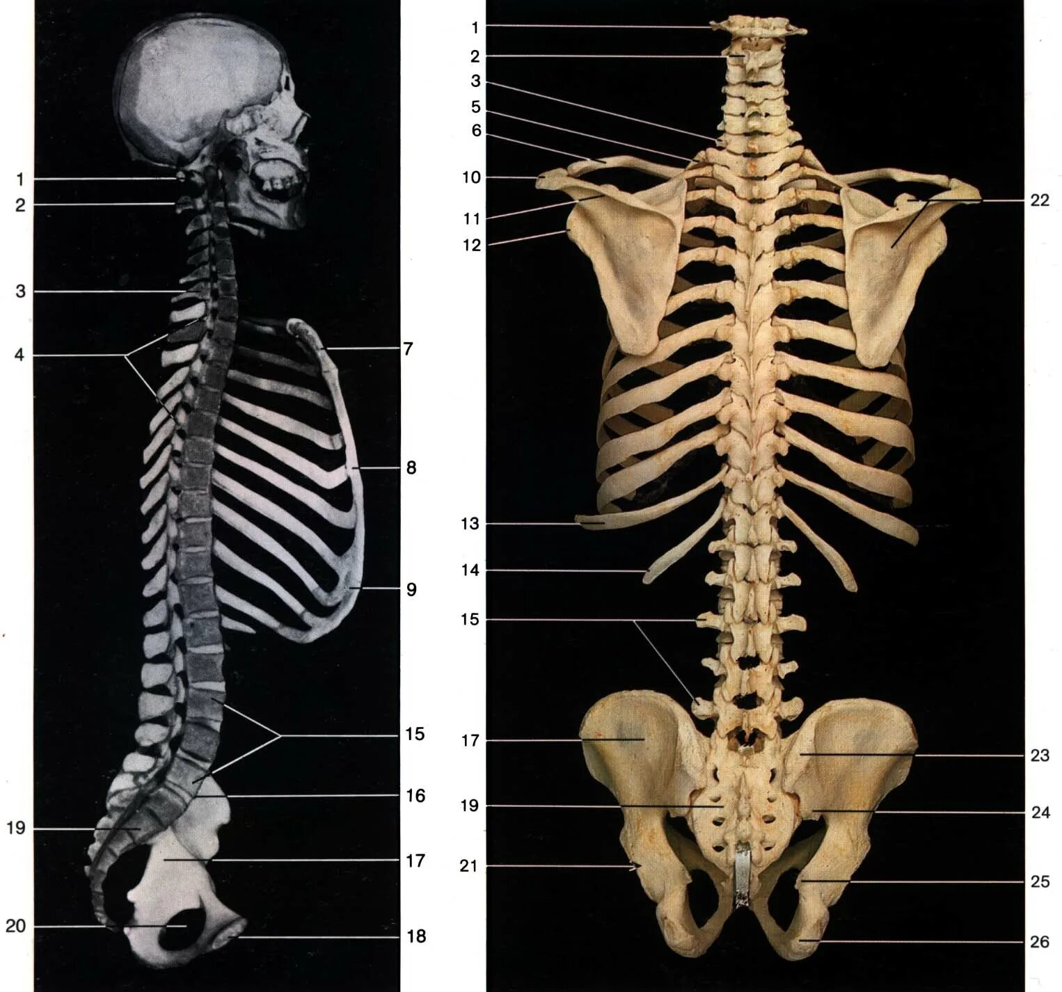 Изгибы костей. Скелет человека строение позвонка. Скелет позвоночника vertebra. Скелет анатомия Позвоночный столб. Строение скелета позвоночника человека.