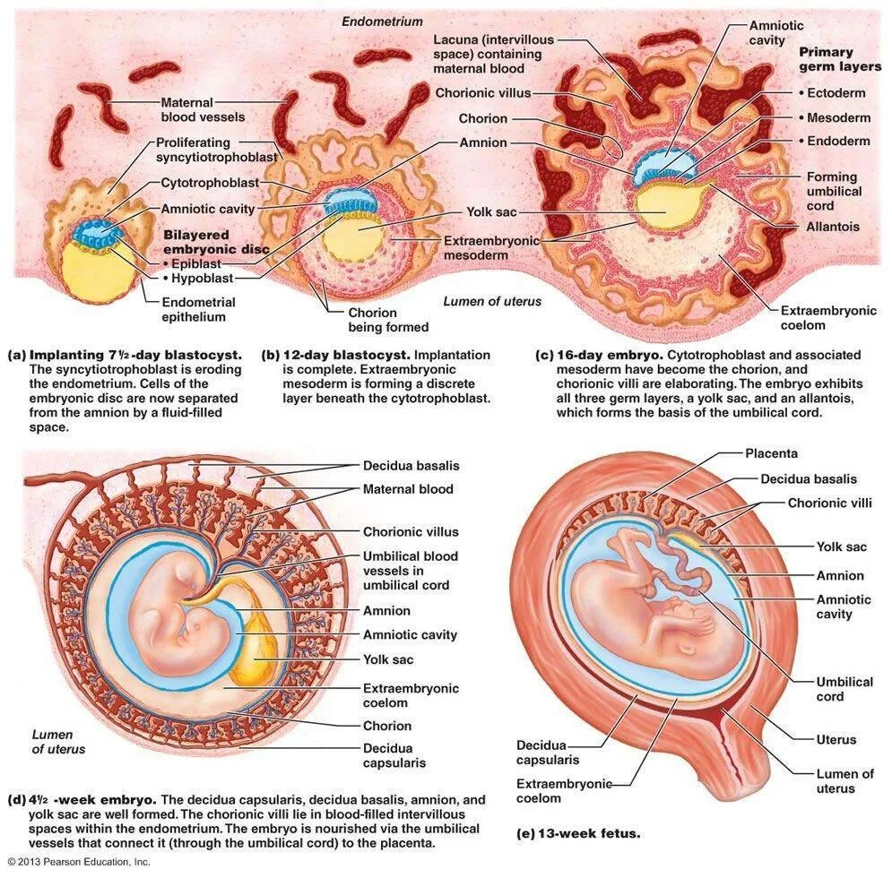 Периоды развития плаценты. Образование плаценты схема. Этапы образования плаценты. Схема развития плода и плацента у беременных.