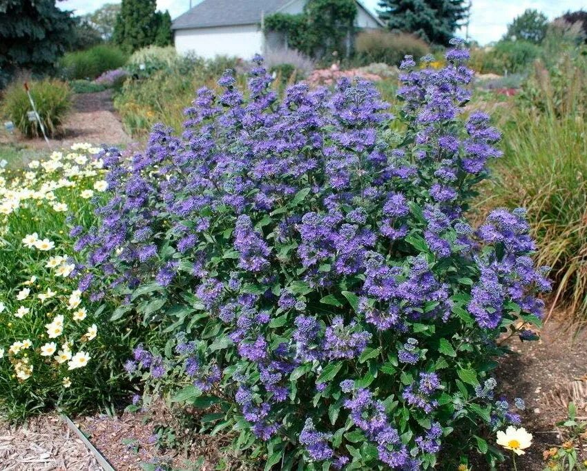 Caryopteris Blue plants, Blue garden, Late summer flowers