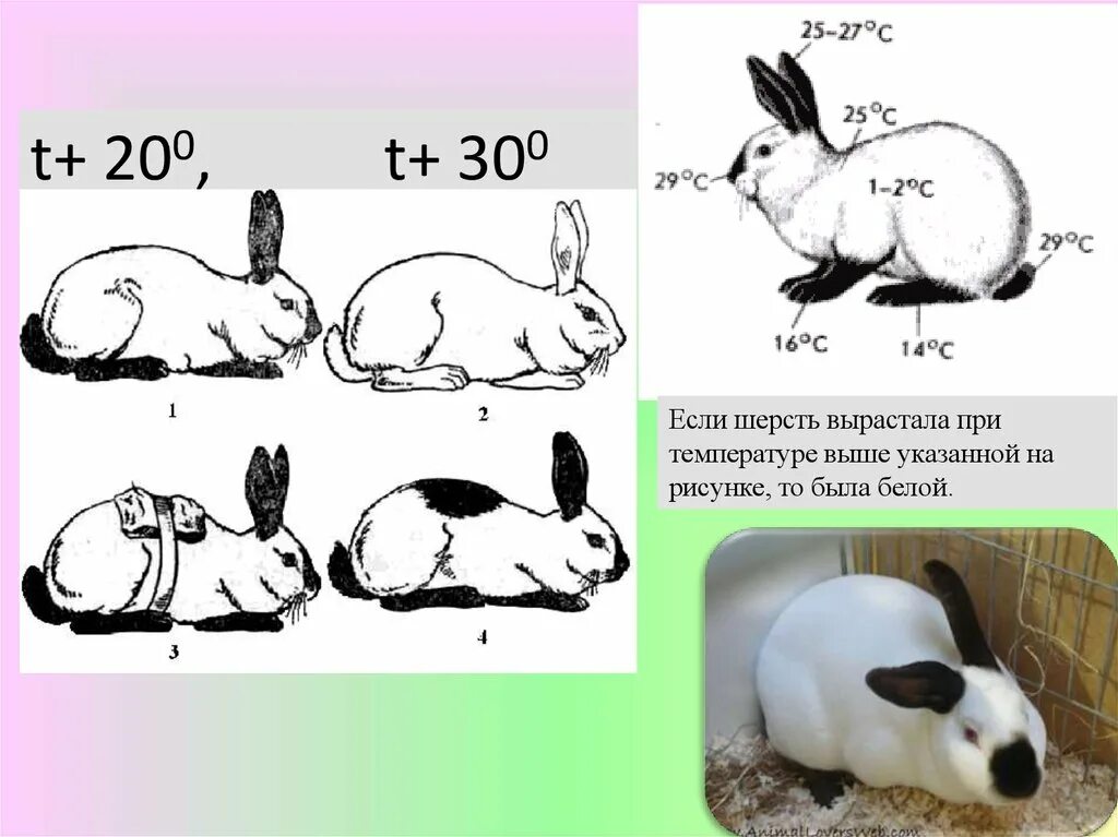 Гималайский кролик окраска шерсти. Модификационная изменчивость кролик. Горностаевый кролик модификационная изменчивость. Гималайский кролик модификационная изменчивость. Горностаевый кролик модификационная.