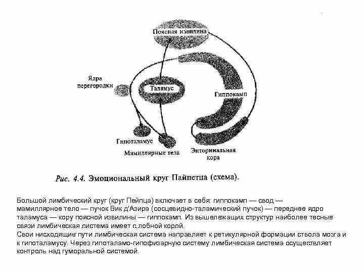 Схема лимбической системы. Круги лимбической системы. Малый круг лимбической системы. Круги лимбической системы. Круг папеса лимбической системы.