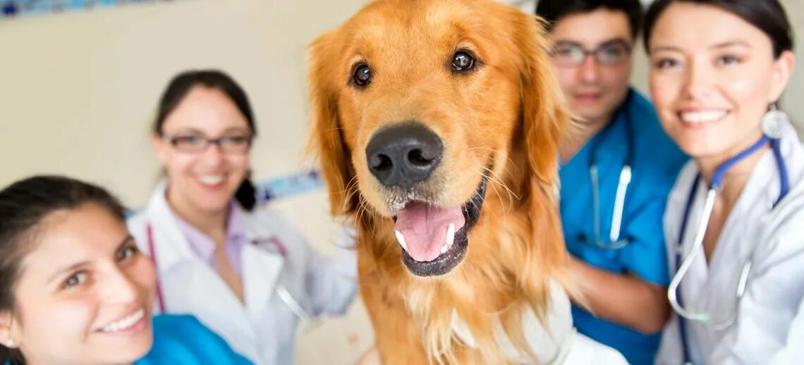 Ветеринарный институт в витебске. 01 ветеринария специальность. Ветеринария медицина. Ветеринар. Донской аграрный университет ветеринария.