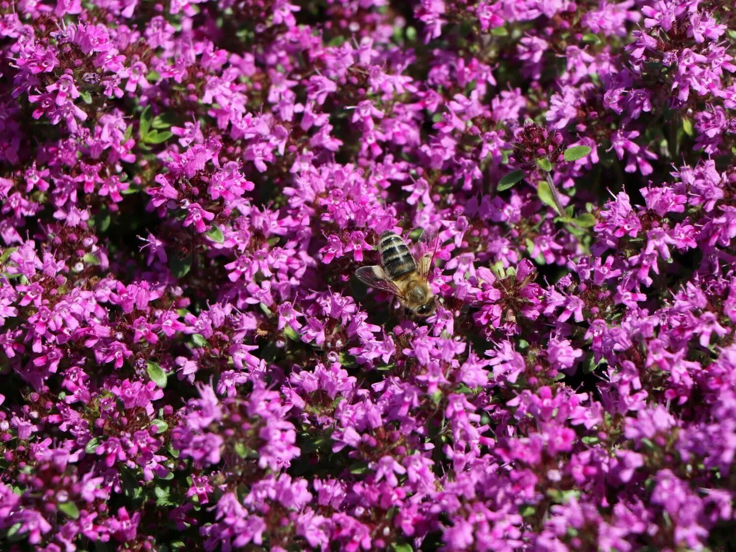 Чабрец какое. Тимьян Thymus praecox Red Carpet. Тимьян ранний, Thymus praecox "Red Carpet". Тимьян ранний, Thymus praecox "Red Carpet", пурпурный. Тимьян ранний ред карпет.