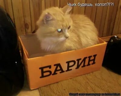 Тц хорошо холоп