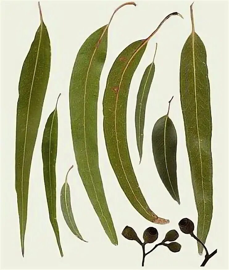 Ветка эвкалипта на белом фоне. Gum leaves. Веточка эвкалипта. Gum leaves. Gum leaves.